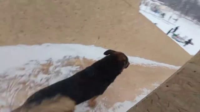 шок!!! проникли на площадь с собакой смотреть онлайн