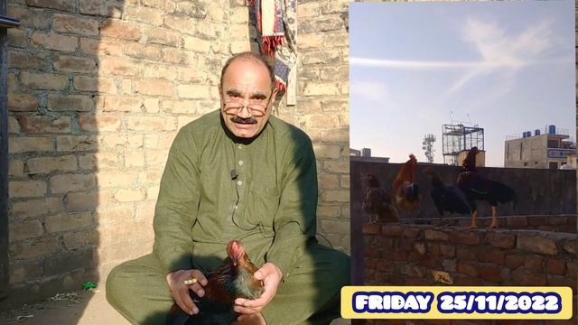 sabz Beth Ka ilaj || Aseel Murge Ki Sabz or Sufaid Bheth Ka Elaj..