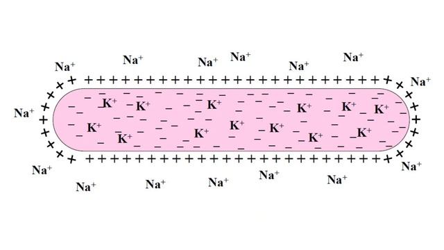 Нейрон Әрекет потенциалы Миелинді және миелинсіз талшықтар смотреть онлайн