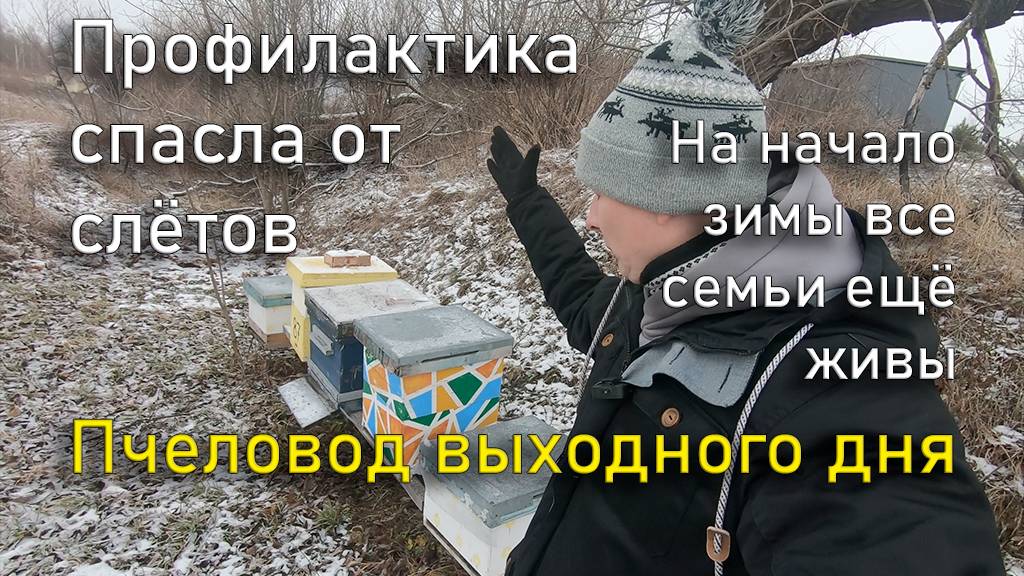 Профилактика спасла от слётов. Пчеловод Выходного дня. смотреть онлайн