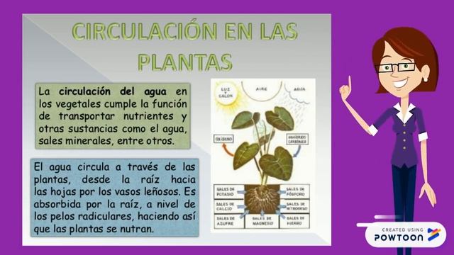 Intercambio Gaseoso en las Plantas смотреть онлайн