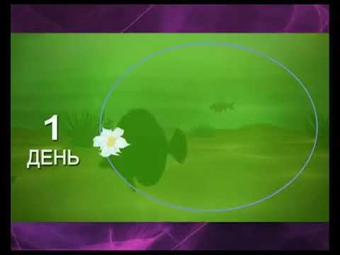 Дистрибютерская сеть (пирамида) смотреть онлайн