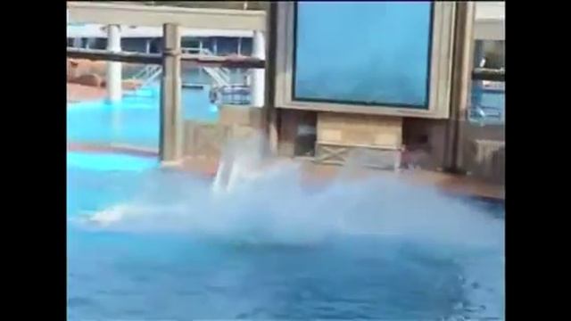 Dawn Brancheau~3 years