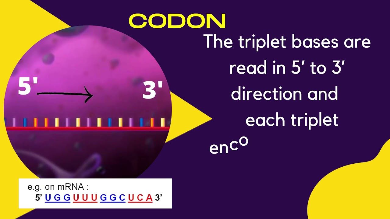 What Are Codons? смотреть онлайн