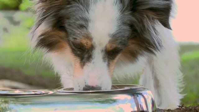 Alltech Pet Solutions: Digestive Health смотреть онлайн