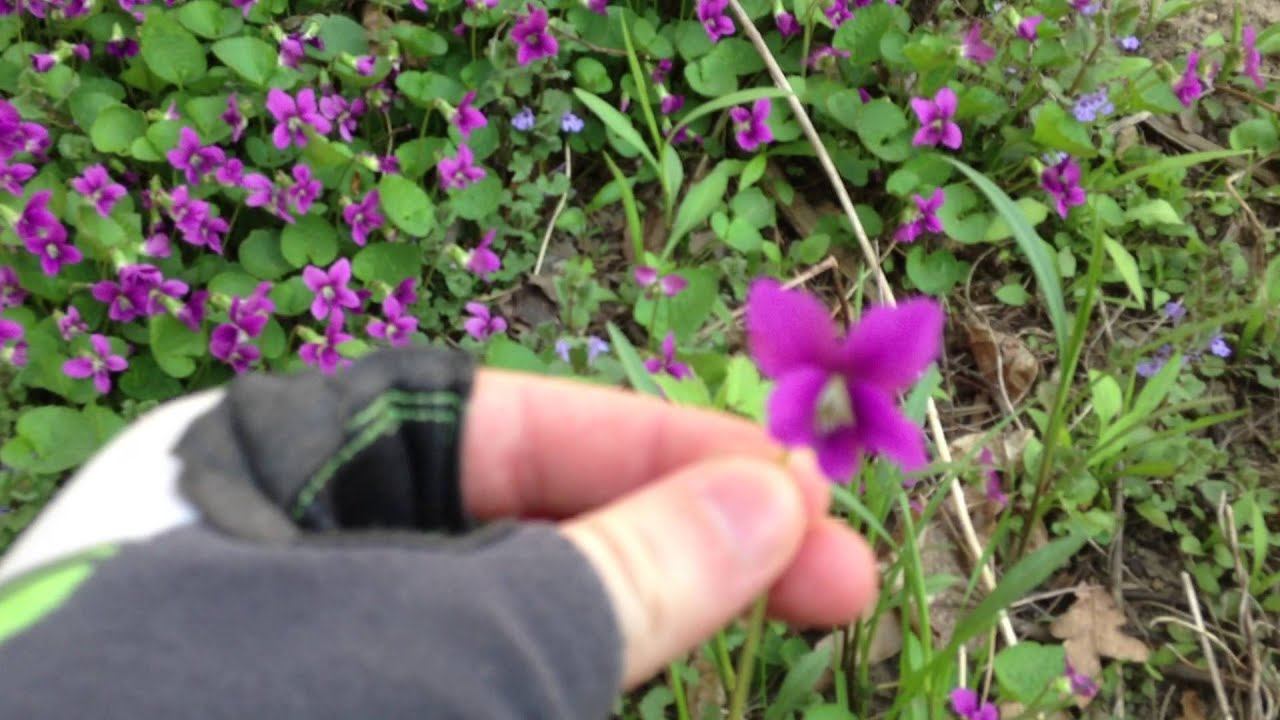 Viola odorata - Edible Weeds - Backyard Meadow смотреть онлайн