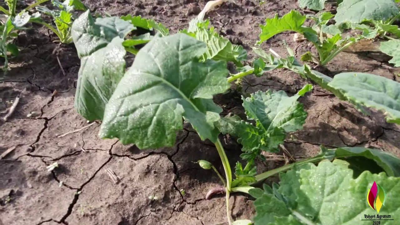 Первая защита рапса в 2020 смотреть онлайн