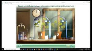 Опыт по доказательству необходимости углекислого газа для фотосинтеза