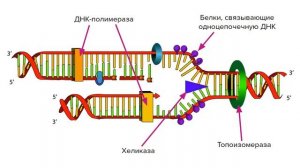 Репликация ДНҚ самое простое объяснение