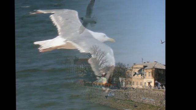 сакуры Ужгорода смотреть онлайн