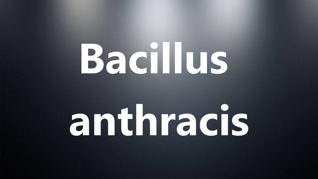 Bacillus anthracis - Medical Meaning and Pronunciation смотреть онлайн