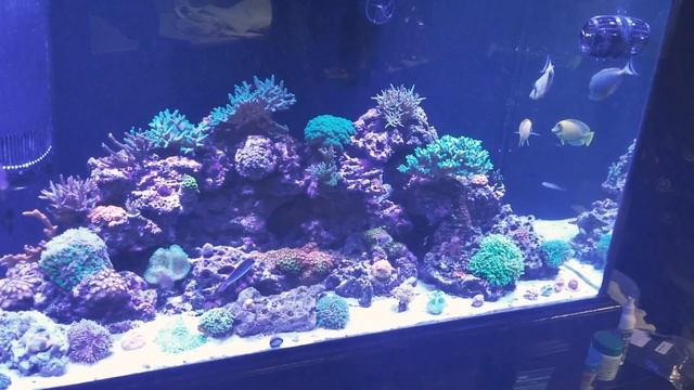 Sad News In My Reef Tank смотреть онлайн