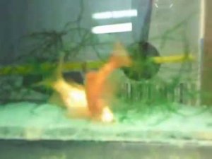 нерест огненных барбусов