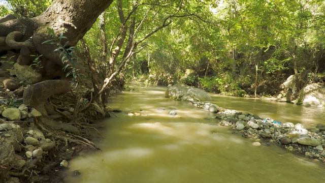 Успокаивающий звук горного ручья, пение птиц. #relaxing  #asmr #asmrsounds