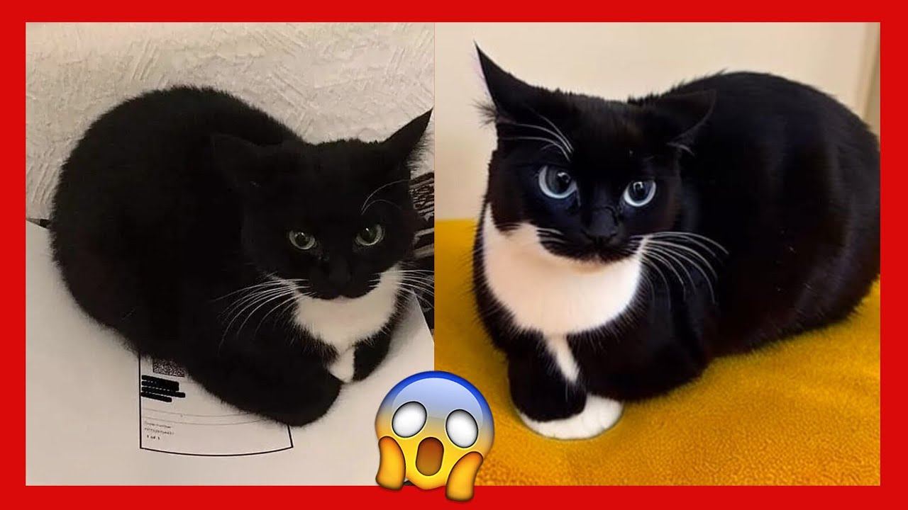 I Found A Real Foto Of MAXWELL CAT 🐱