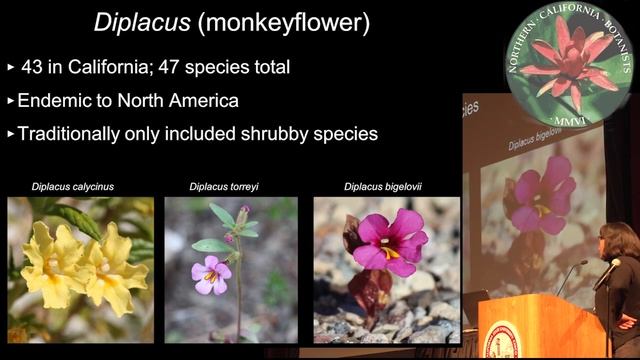 How many monkeyflowers are native to California? смотреть онлайн