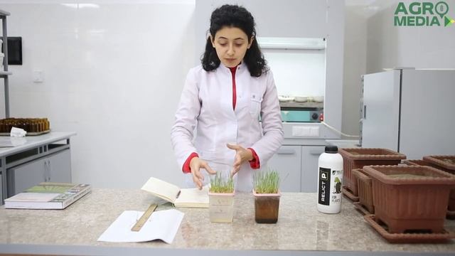7 gün ərzində qumat buğda toxumlarına necə təsir etdi? (Hər gün şəkil əlavə olunmaqla)(3) смотреть онлайн