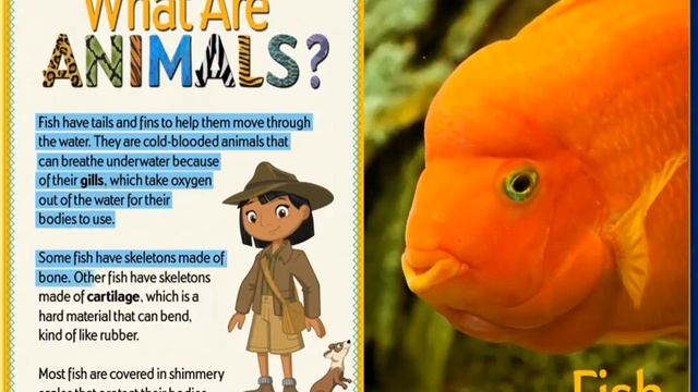 Different Kind Of Animals. English For Beginners.
