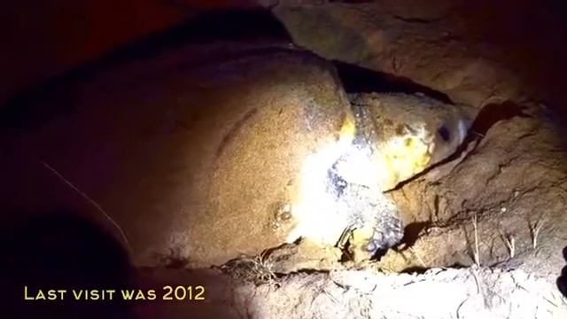 Mon Repos Turtle Encounter, Bundaberg Queensland смотреть онлайн