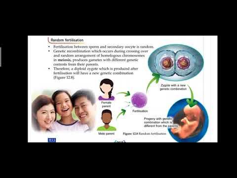 Biology Form 5- Chapter 12| 12.1 Types and Factors of Variation смотреть онлайн