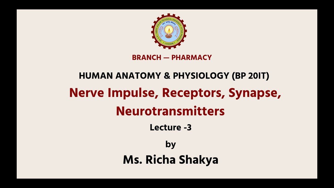 Human Anatomy & Physiology-II|Nevre Impulse, Receptors, Synapse, Neurotransmitters| AKTU Digital Ed смотреть онлайн
