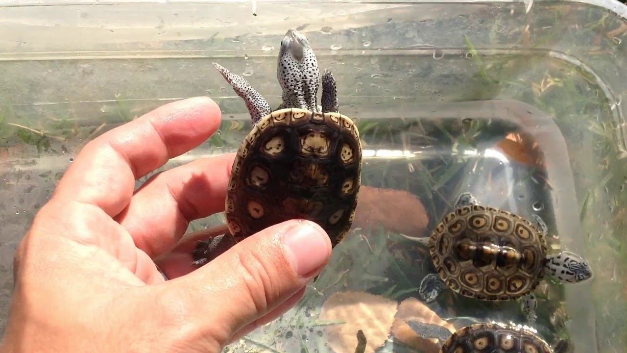 2017 New Diamondback Terrapin Subspecies смотреть онлайн