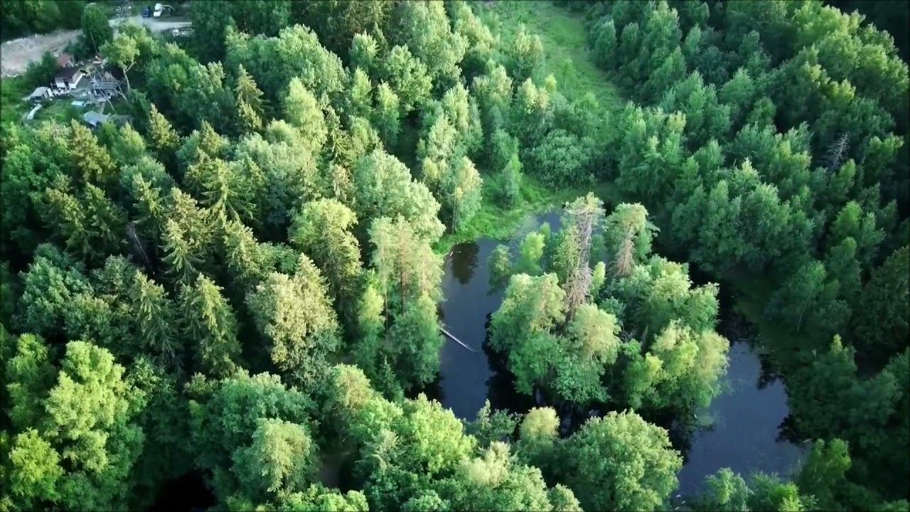 Сабурово - лес, приговоренный к вырубке смотреть онлайн