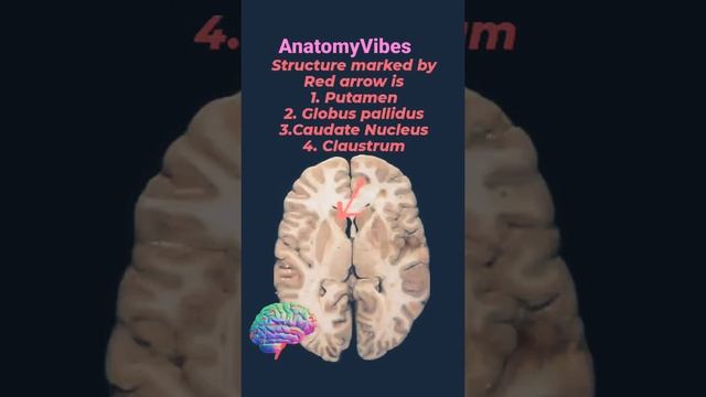 Caudate Nucleus | Basal Nuclei | Basal Ganglia | Transverse Section Brain #anatomy #neuroscience смотреть онлайн