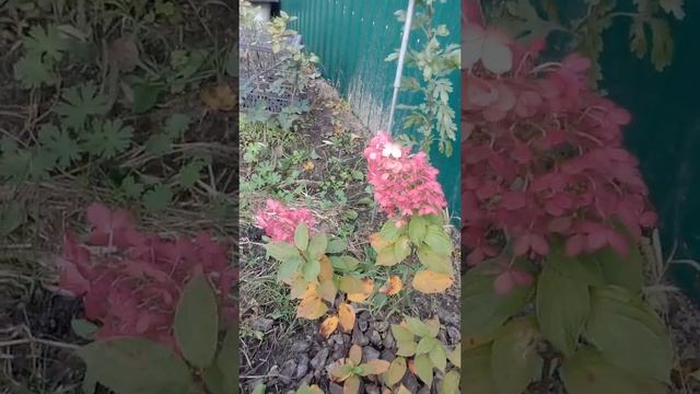 Гортензия Звезда Фестиваля смотреть онлайн