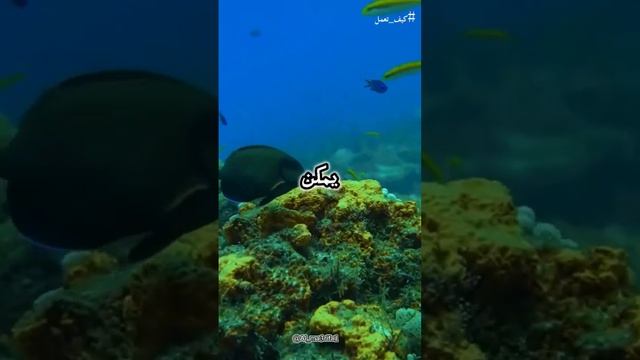 كيف تعمل الغواصات ؟ ٠#كيف_تعمل