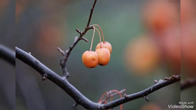 Поздняя осень 2024 на Светлогорском побережье Балтики смотреть онлайн