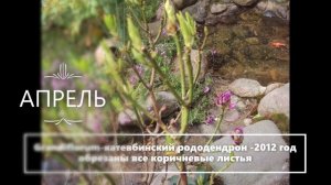 СПАСАЕМ РОДОДЕНДРОН