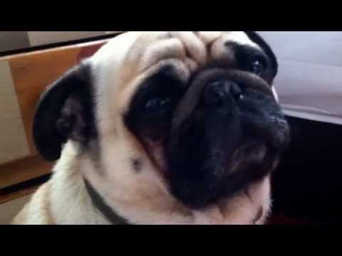 Hollis P Monroe - Im Lonely Vs Pug Carligno смотреть онлайн