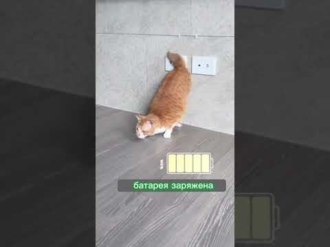 В Канцелярском Базаре, кстати, есть и батарейки и аккумуляторы смотреть онлайн