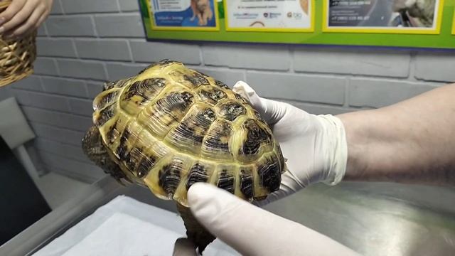 Советы герпетолога - иммунодефицит у черепах