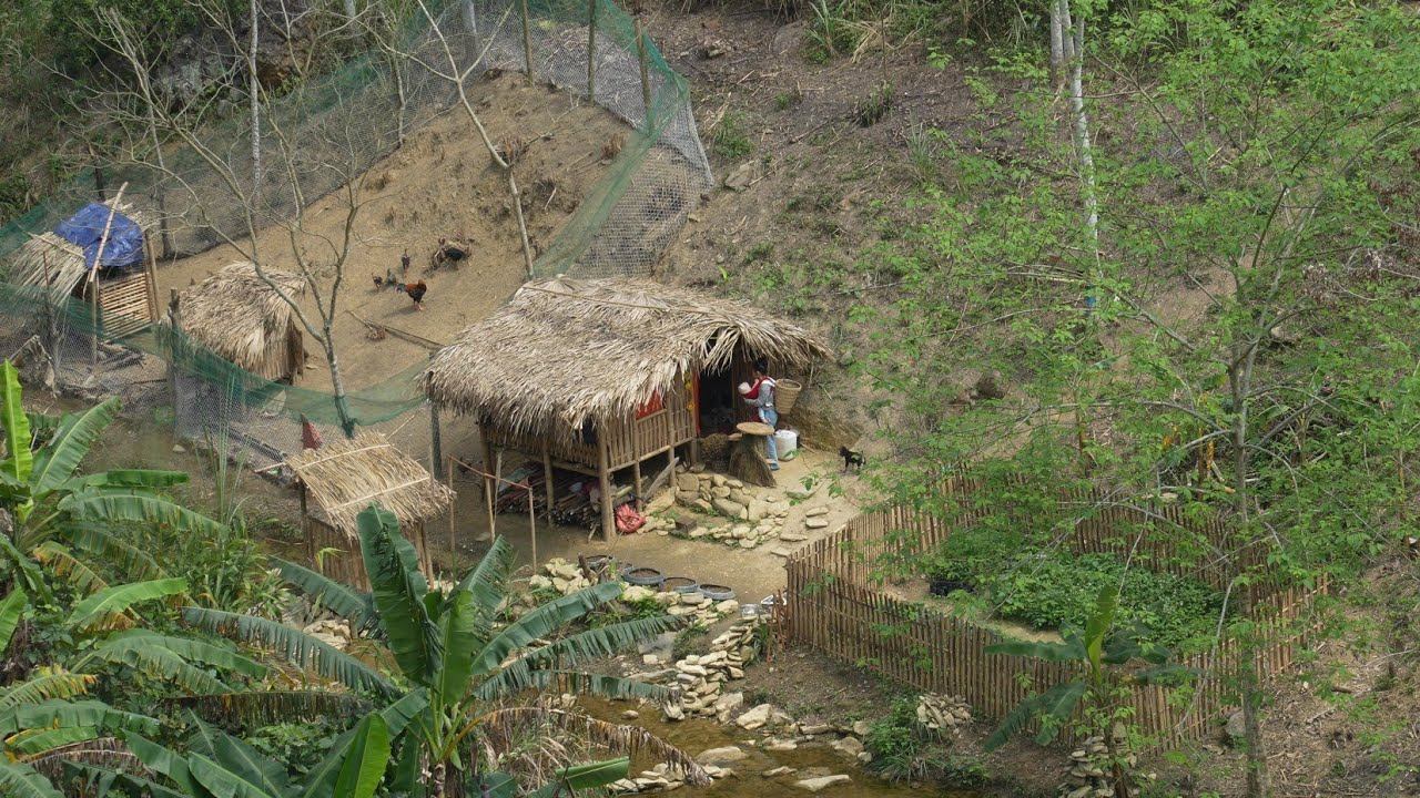 Food Processing Process For Mountain Farms & Pigeon Raising | Ly Tieu Ca