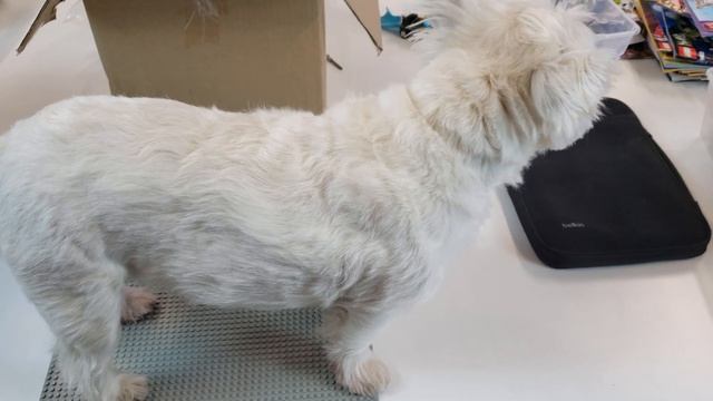 Lego Westie смотреть онлайн