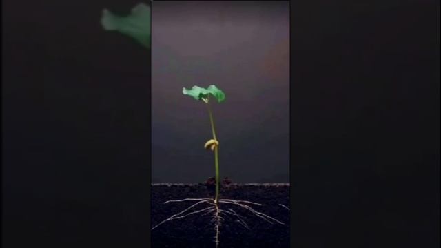 Торжество жизни. Дмитрий Шлапак смотреть онлайн