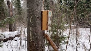 Проверка ящиков на путике, Соболь есть.