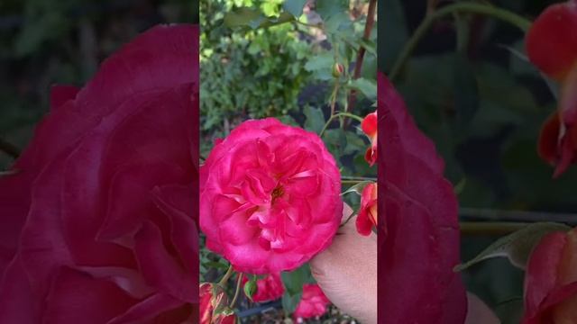 Роза Сантана