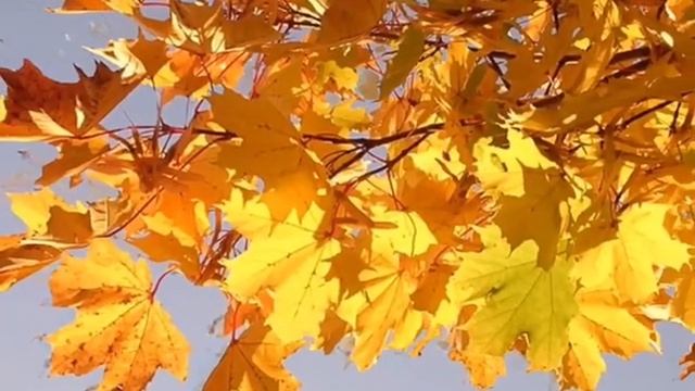 Клен Остролистный #клён #клен #outdoor #garden