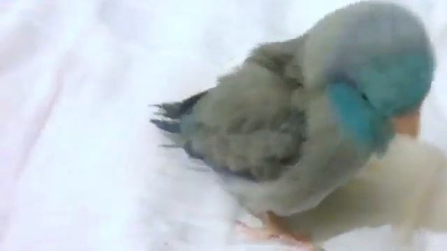Флекс идущий 5 сек. смотреть онлайн