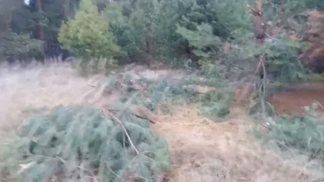 Лес наше богатство,но его никто не берегет....