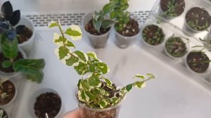Черенкование. Карликовый фикус, вариегатный, pumila white sunny🌱