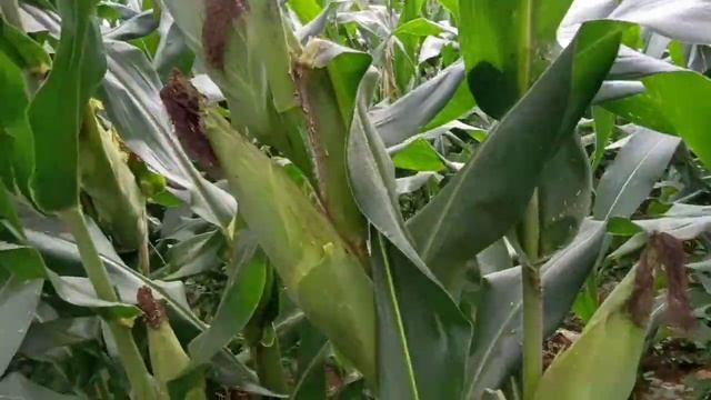 Tanam Jagung ADV BEJO (ADVANTA) Ternyata Buahnya Super Jumbo.
