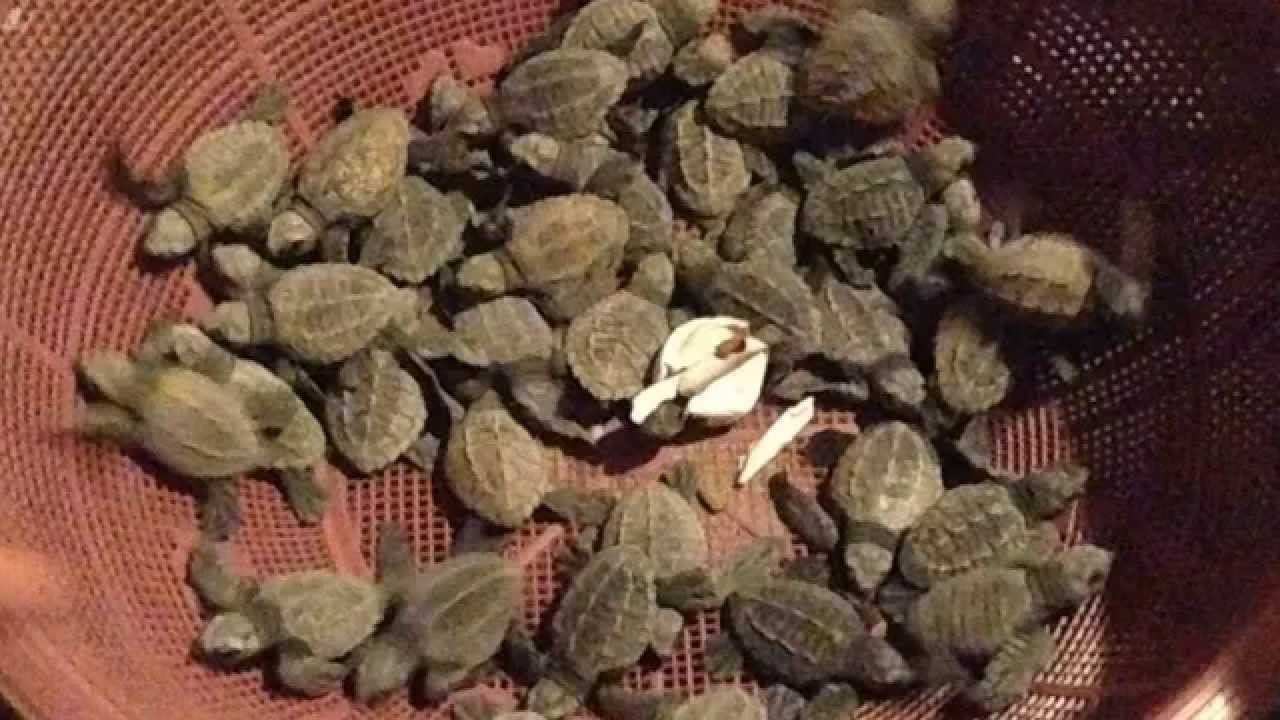Releasing Olive Ridley Turtles at Playa La Flor Beach смотреть онлайн