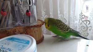 Волнистый попугай разговаривает 🐦 Попугай говорит 🐦 Попугайчик Кеша 🐦