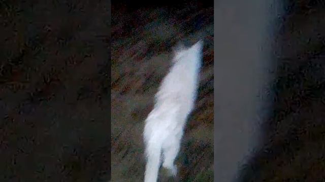 ЭТО МОЯ КОШКА БЕЛКА МОЙ ДОМАШНИЙ ПЕТОМЕЦ(1) смотреть онлайн