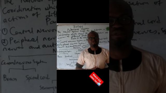 Biology Lecture, Nervous System. смотреть онлайн