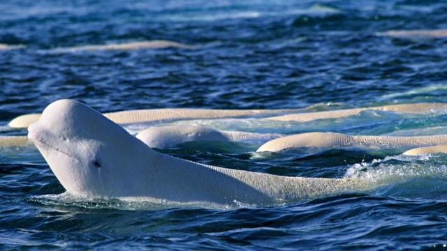 Beluga Whales - The 'Social Butterflies' Of The Cetaceans смотреть онлайн